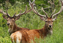 Il palco del cervo: l’investimento necessario Il palco del cervo