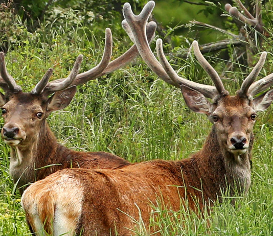 Il palco del cervo: l’investimento necessario Il palco del cervo