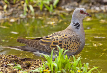 Le notizie di caccia della settimana di Ferragosto Le notizie di caccia della settimana di Ferragosto: tortora vicino all'acqua