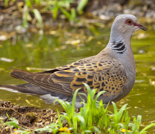 Le notizie di caccia della settimana di Ferragosto Le notizie di caccia della settimana di Ferragosto: tortora vicino all'acqua