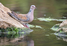 Niente preapertura alla tortora in Emilia Romagna Niente preapertura alla tortora in Emilia Romagna: tortora su specchio d'acqua
