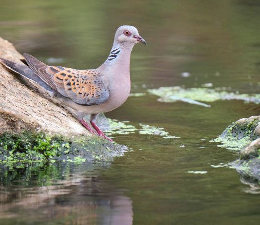 Niente preapertura alla tortora in Emilia Romagna Niente preapertura alla tortora in Emilia Romagna: tortora su specchio d'acqua