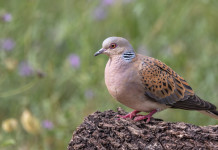 Niente preapertura alla tortora in Toscana Niente preapertura alla tortora in Toscana