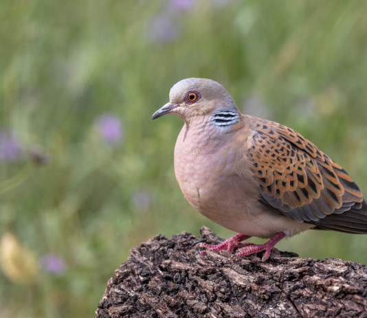 Niente preapertura alla tortora in Toscana Niente preapertura alla tortora in Toscana