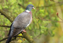 Niente preapertura della caccia nel Lazio Niente preapertura della caccia nel Lazio: colombaccio su ramo