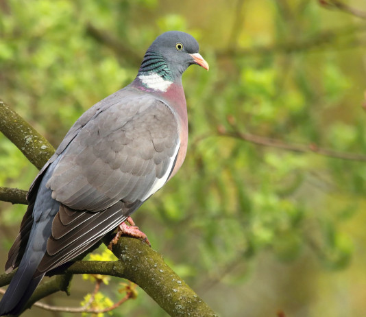Niente preapertura della caccia nel Lazio Niente preapertura della caccia nel Lazio: colombaccio su ramo