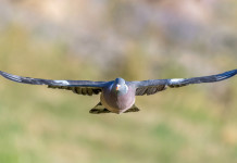 Ok alla preapertura della caccia in Puglia preapertura della caccia in Puglia: colombaccio in volo