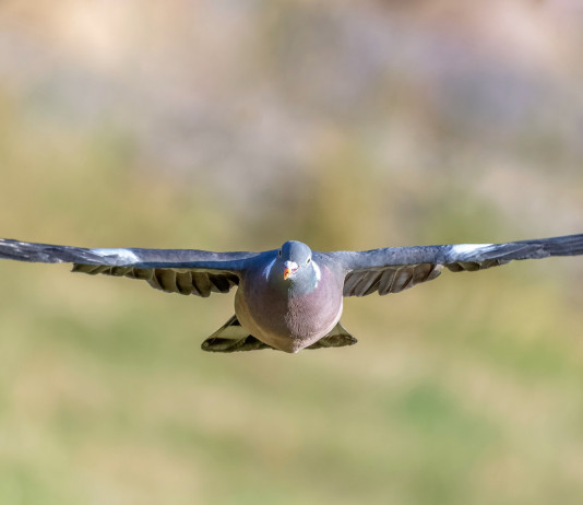 Ok alla preapertura della caccia in Puglia preapertura della caccia in Puglia: colombaccio in volo