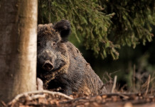Peste suina africana, la Toscana si attiva Peste suina africana: cinghiale nel bosco