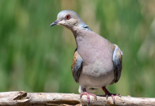 Piano di gestione della tortora, cacciatori toscani si rivolgono al governo piano di gestione della tortora: tortora guarda verso destra