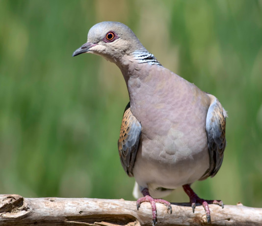 Piano di gestione della tortora, cacciatori toscani si rivolgono al governo piano di gestione della tortora: tortora guarda verso destra