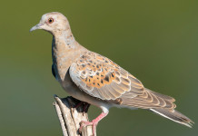 Piano di gestione della tortora, mossa ufficiale della cabina di regia Piano di gestione della tortora