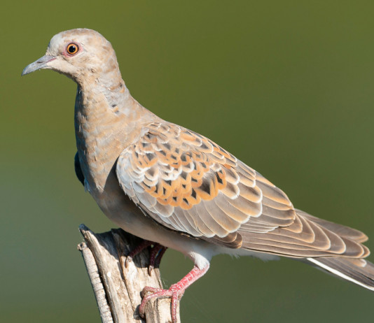 Piano di gestione della tortora, mossa ufficiale della cabina di regia Piano di gestione della tortora