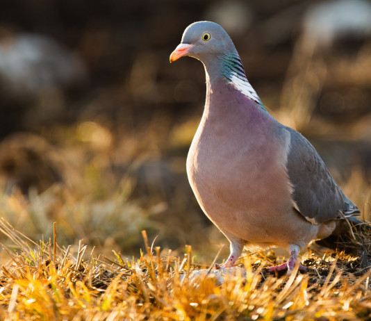 Preapertura al colombaccio, la decisione degli Atc torinesi Preapertura al colombaccio