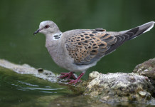 Preapertura alla tortora in Puglia, ok del Tar Preapertura alla tortora in Puglia, ok del Tar