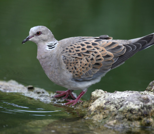 Preapertura alla tortora in Puglia, ok del Tar Preapertura alla tortora in Puglia, ok del Tar