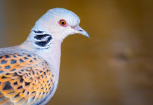 Preapertura alla tortora, la Cct scrive alla Toscana Preapertura alla tortora, la Cct scrive alla Toscana