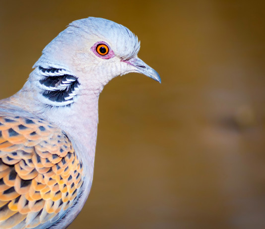 Preapertura alla tortora, la Cct scrive alla Toscana Preapertura alla tortora, la Cct scrive alla Toscana