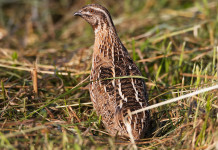 Preapertura della caccia in Calabria, niente tortora e quaglia Preapertura della caccia in Calabria: quaglia