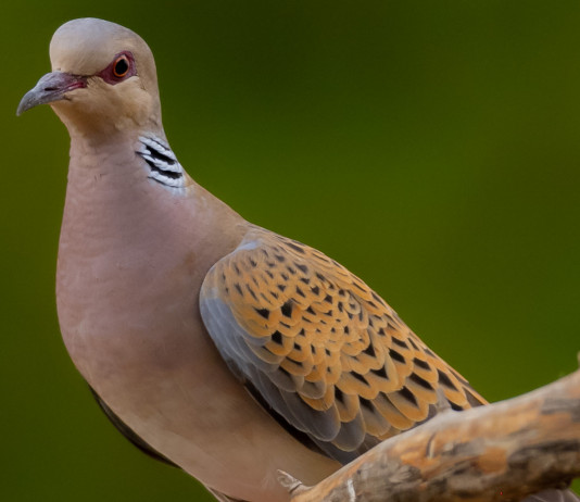 Preapertura in Sicilia, la Regione ha deciso Preapertura in Sicilia: tortora su ramo di un albero