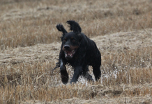 Cani da ferma: setter gordon, il nero che piace setter gordon