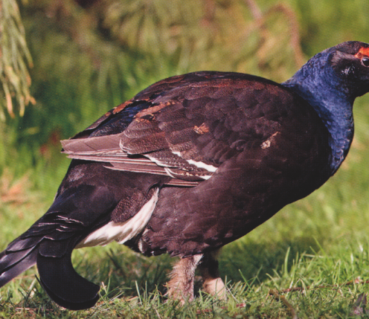 La gestione venatoria del gallo forcello gallo forcello