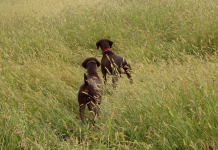 Tarquinia, prove per continentali su selvaggina naturale: oggi la dead line per le iscrizioni prove per continentali