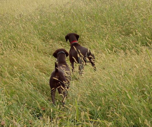 Tarquinia, prove per continentali su selvaggina naturale: oggi la dead line per le iscrizioni prove per continentali