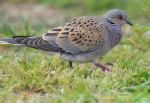 Sospesa la preapertura alla tortora nelle Marche Sospesa la preapertura alla tortora nelle Marche