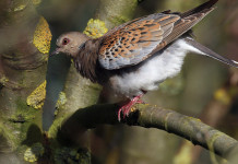 Sospeso il calendario venatorio dell’Abruzzo calendario venatorio dell'Abruzzo: tortora prende il volo da ramo di un albero