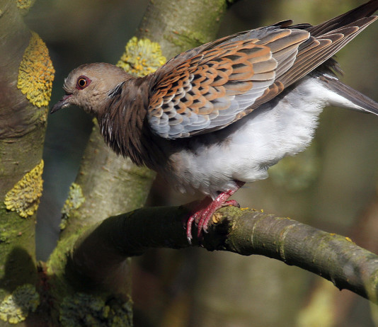 Sospeso il calendario venatorio dell’Abruzzo calendario venatorio dell'Abruzzo: tortora prende il volo da ramo di un albero