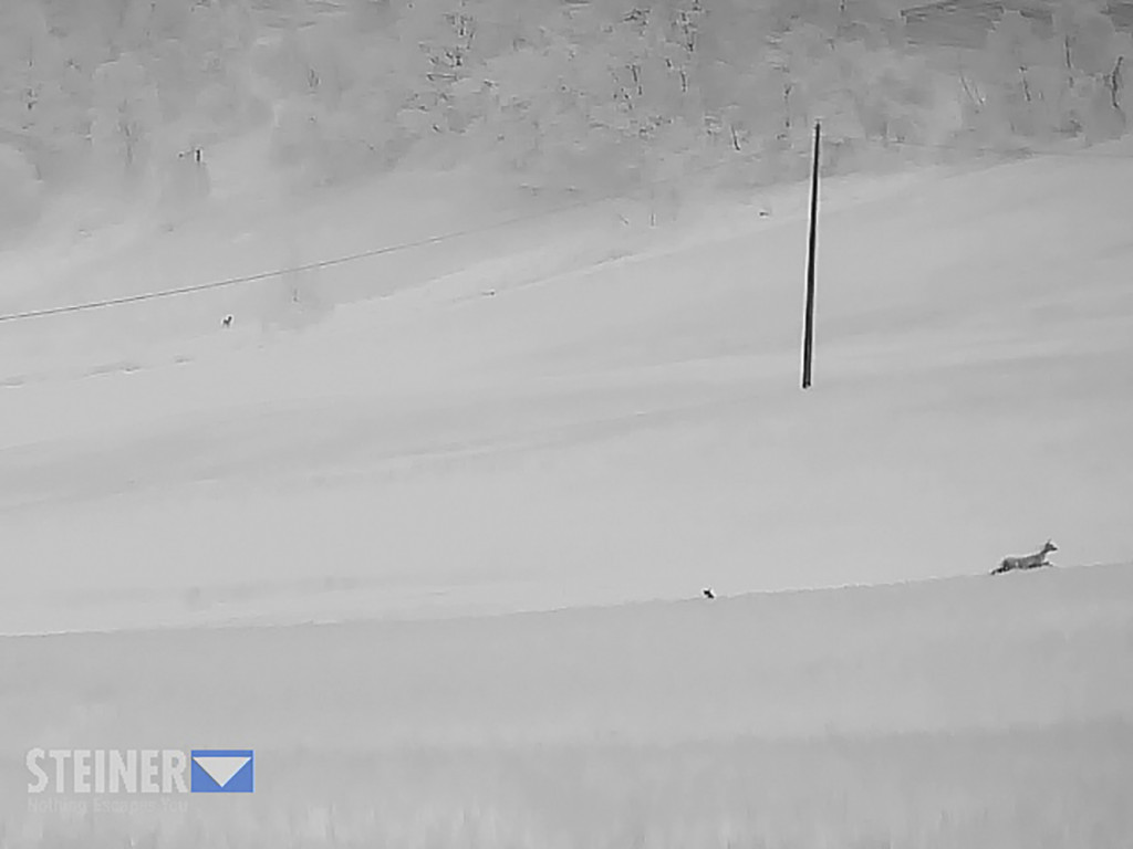 Steiner_Nighthunter_H35