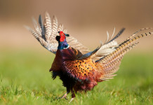 Ufficiale il calendario venatorio delle Marche calendario venatorio delle Marche: fagiano in volo
