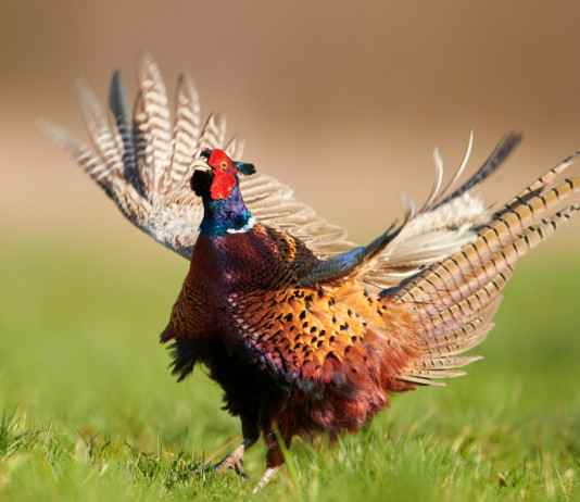 Ufficiale il calendario venatorio delle Marche calendario venatorio delle Marche: fagiano in volo