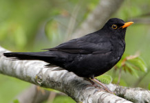 Apertura della stagione di caccia in Sicilia: ecco il decreto Apertura della stagione di caccia in Sicilia: merlo su un ramo