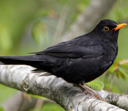 Apertura della stagione di caccia in Sicilia: ecco il decreto Apertura della stagione di caccia in Sicilia: merlo su un ramo