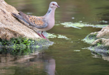 Approvato il nuovo calendario venatorio dell’Abruzzo Approvato il nuovo calendario venatorio dell’Abruzzo: tortora su specchio d'acqua