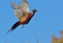 Arcicaccia tra gli enti del terzo settore Arcicaccia tra gli enti del terzo settore: fagiano in volo