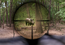 Caccia al cinghiale in Toscana: ecco piani e modalità Caccia al cinghiale in Toscana: cinghiale nel mirino di una carabina