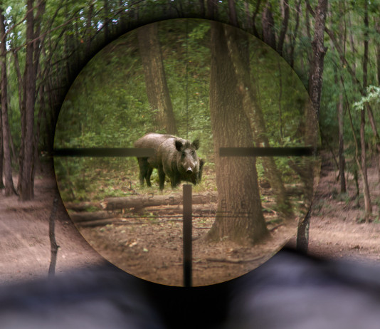 Caccia al cinghiale in Toscana: ecco piani e modalità Caccia al cinghiale in Toscana: cinghiale nel mirino di una carabina