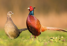 Caccia in Campania, i piani per la selvaggina stanziale a Benevento Caccia in Campania, i piani per la selvaggina stanziale a Benevento