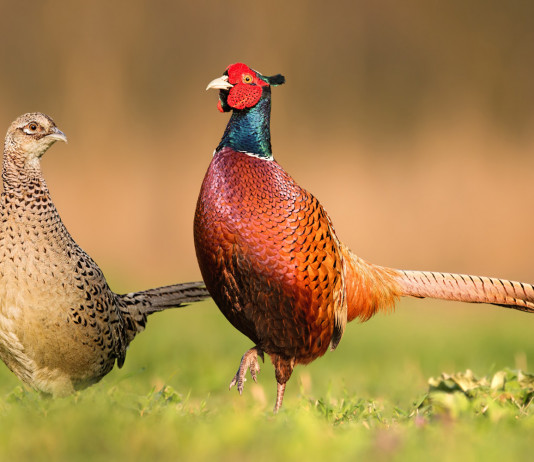 Caccia in Campania, i piani per la selvaggina stanziale a Benevento Caccia in Campania, i piani per la selvaggina stanziale a Benevento