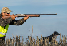 Caccia in Lombardia, chiesta uniformità delle procedure Caccia in Lombardia: cacciatore con cane in punteria prende la mira