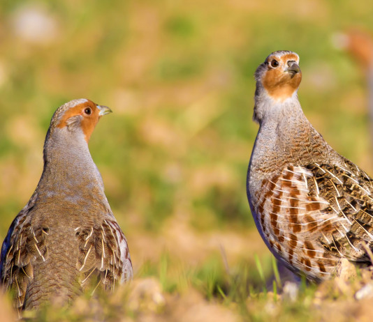 Caccia in Umbria, le richieste della Federcaccia Caccia in Umbria: due starne in primo piano