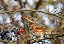 Calendario venatorio del Veneto, la giunta commenta l’ordinanza del Tar Calendario venatorio del Veneto: tordo sassello