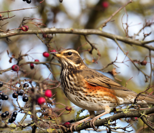 Calendario venatorio del Veneto, la giunta commenta l’ordinanza del Tar Calendario venatorio del Veneto: tordo sassello