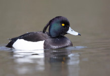 Calendario venatorio della Lombardia: ecco le variazioni Calendario venatorio della Lombardia: moretta in acqua