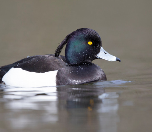 Calendario venatorio della Lombardia: ecco le variazioni Calendario venatorio della Lombardia: moretta in acqua