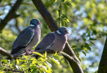 Cambia il calendario venatorio della Sicilia Cambia il calendario venatorio della Sicilia: due colombacci su un ramo