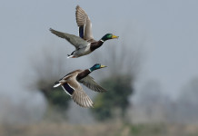 Federcaccia commenta le indicazioni dell’Ispra sulla stagione venatoria Federcaccia commenta le indicazioni dell’Ispra sulla stagione venatoria: due germani in volo